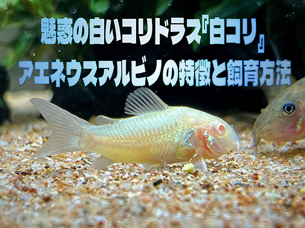 titleアイキャッチ画像