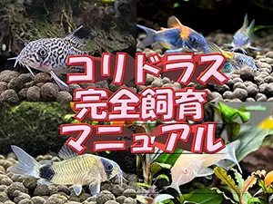 コリドラス混泳