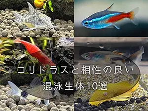 コリドラスの混泳を楽しもう！